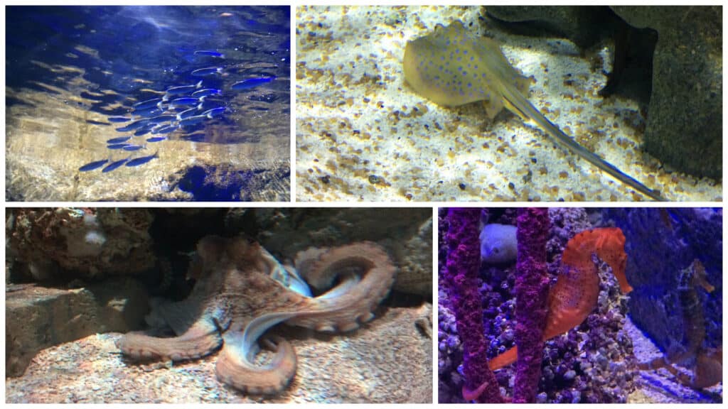 Peixes e outras espécies no AquaRio