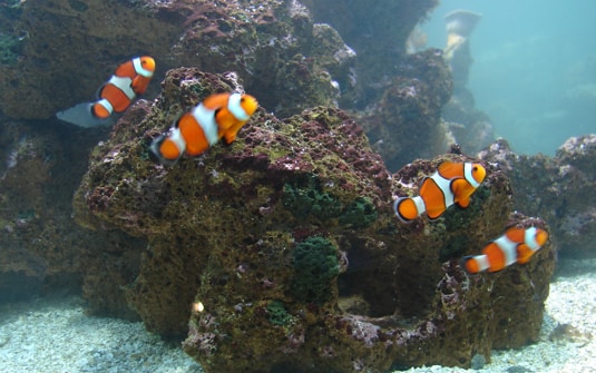 Peixe Palhaço – Lembrança para quem viu o filme do Nemo