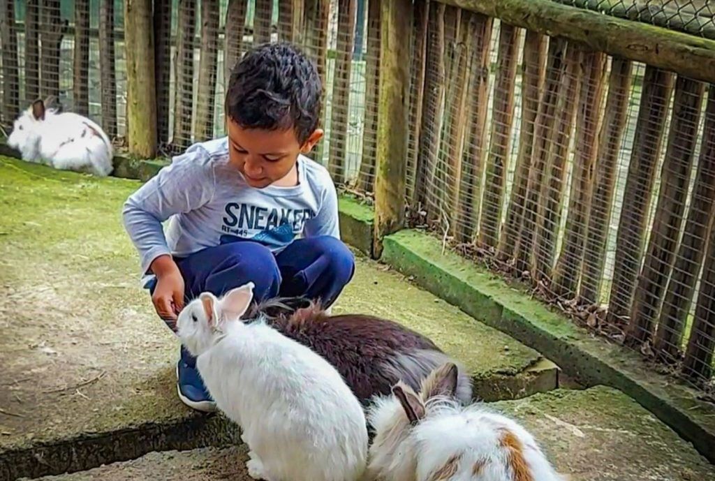 Alimentação de coelhos na Arca do Noah