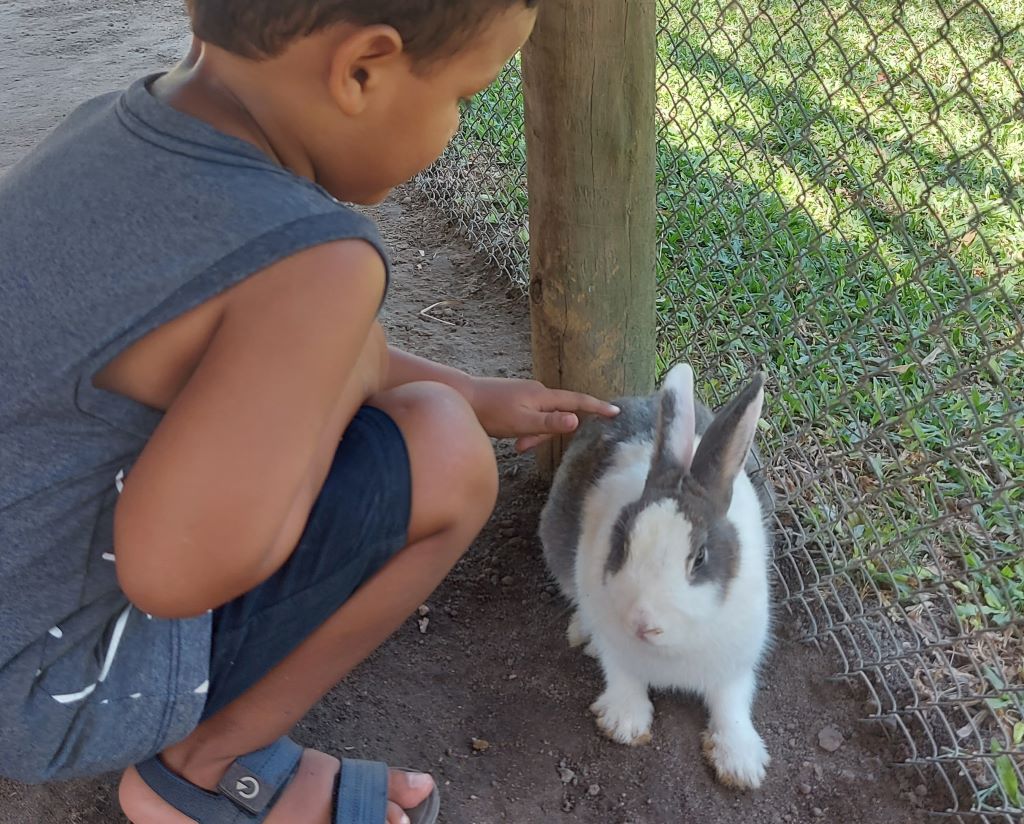 Interação com animais na Fazendinha Rio