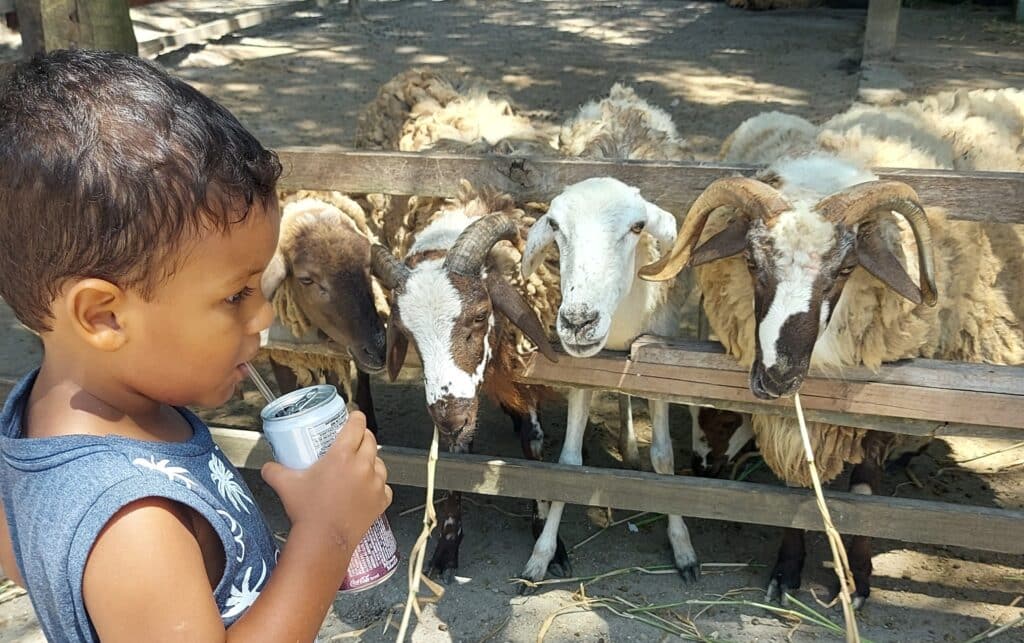 Ovelhas na Fazendinha Rio