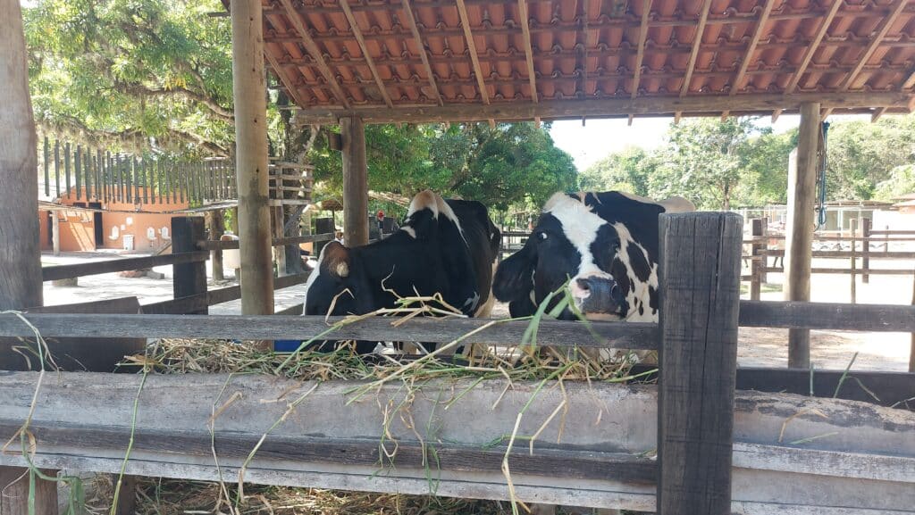 Vaquinhas na Fazendinha Rio