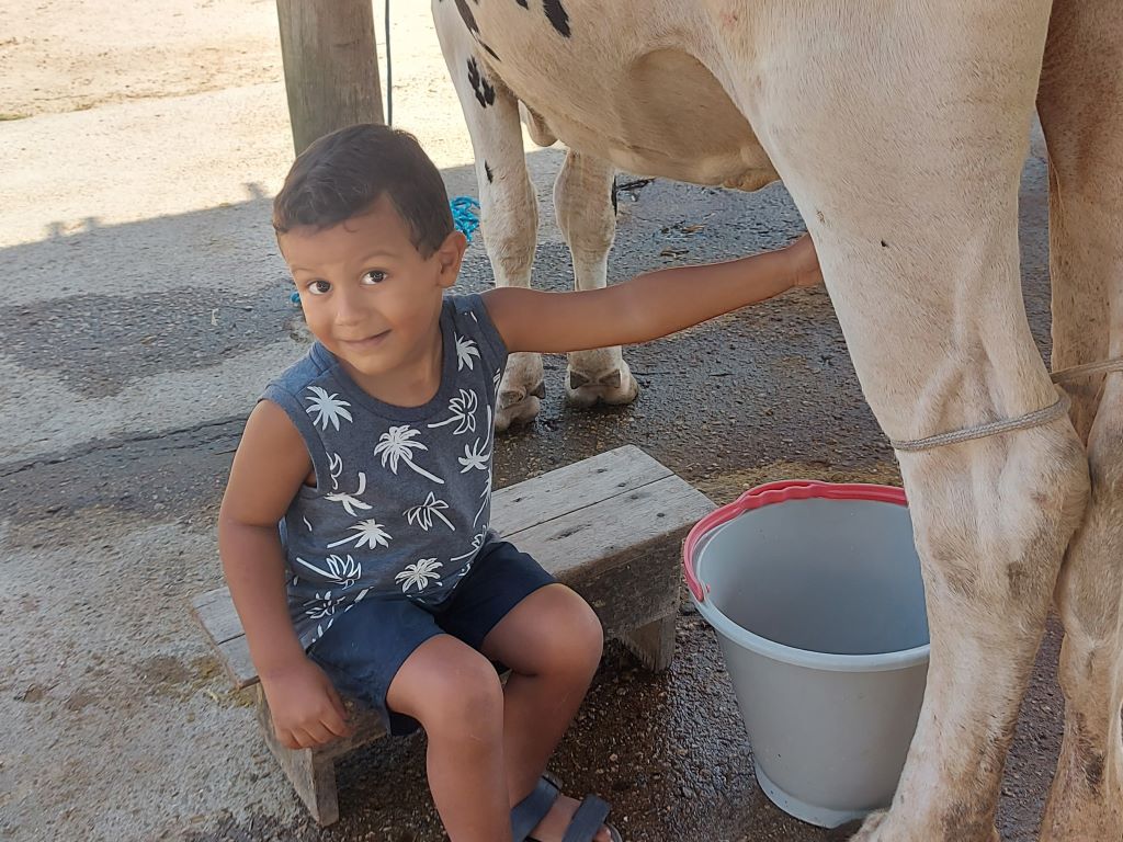 Ordenha da vaca na Fazendinha Rio