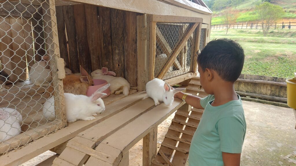 Coelhinhos no Rancho Quindins