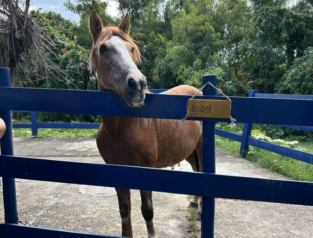 Égua Bebel na APA da Fazendinha