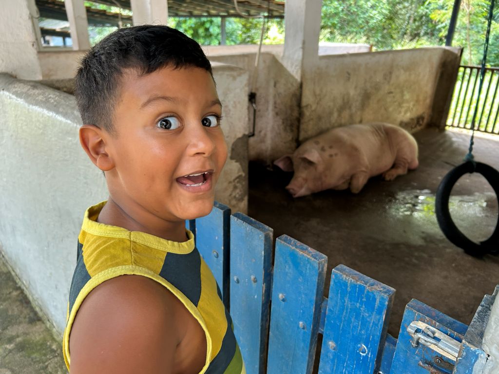 Porco na APA da Fazendinha