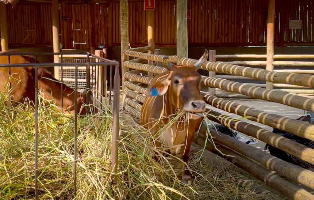 Fazendinha no BioParque